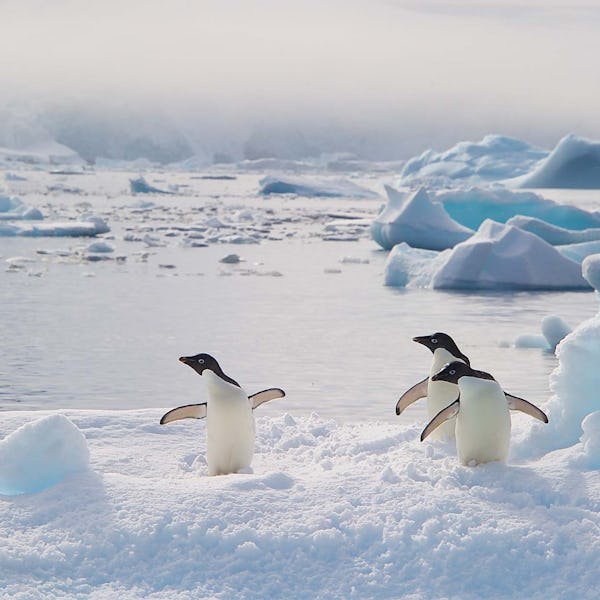 Ekspeditionskrydstogt til Antarktis