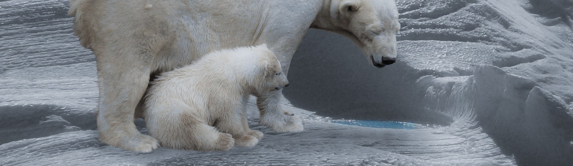 Svalbard - isbjørnenes ø - Ekspeditionskrydstogter med GO-Cruise