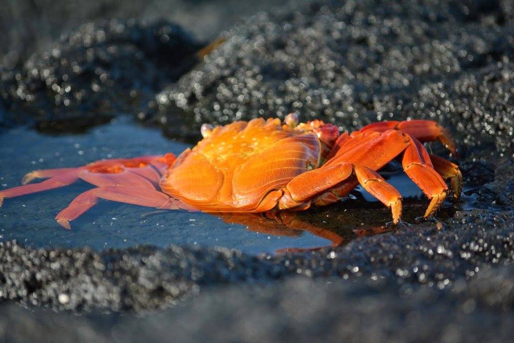 Hver ø har et unikt økosystem