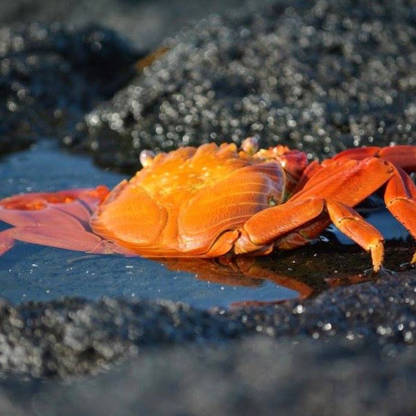 Hver ø har et unikt økosystem