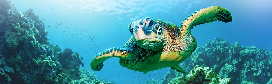 Ekspeditionskrydstogt til Galapagos