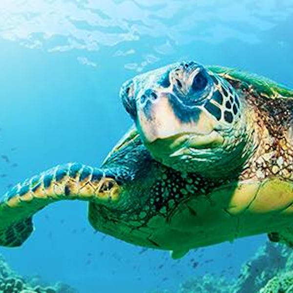 Ekspeditionskrydstogt til Galapagos