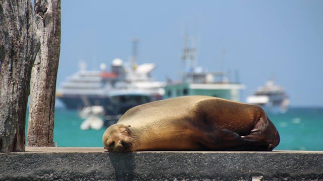galapagos krydstogt GO-Cruise