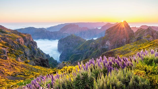 Madeira krydstogt hos GO-Cruise kanarieøerne