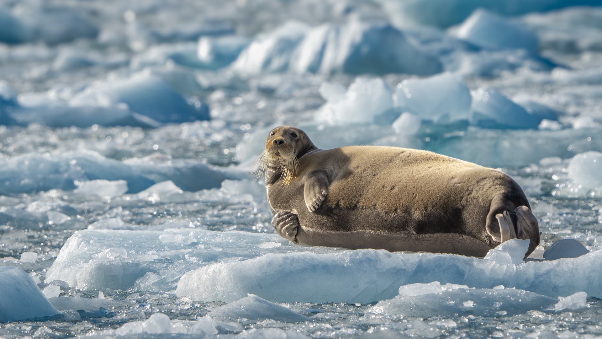 krydstogt til svalbard
