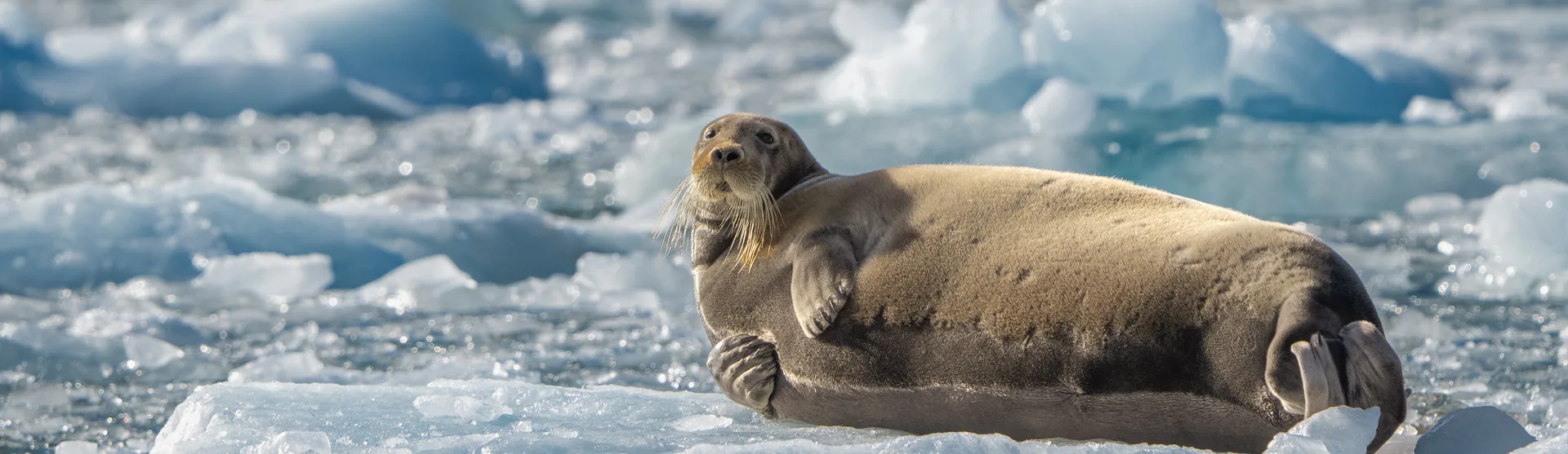 krydstogt til svalbard