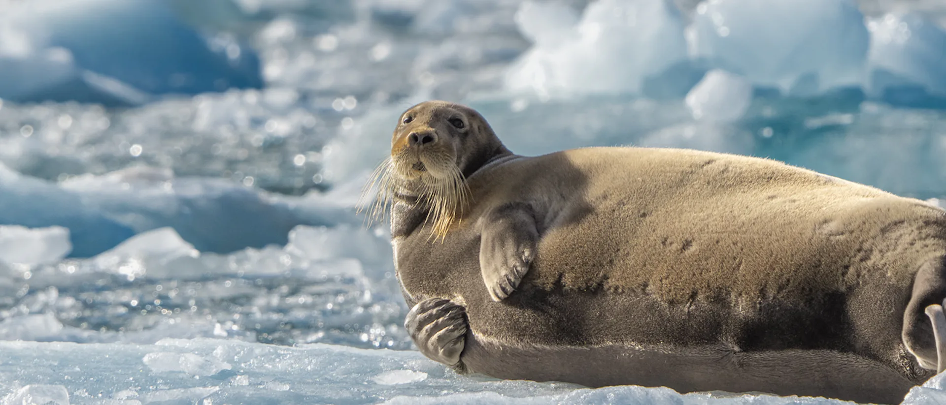 krydstogt til svalbard