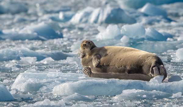 krydstogt til svalbard