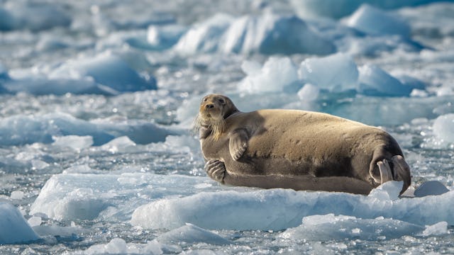 krydstogt til svalbard
