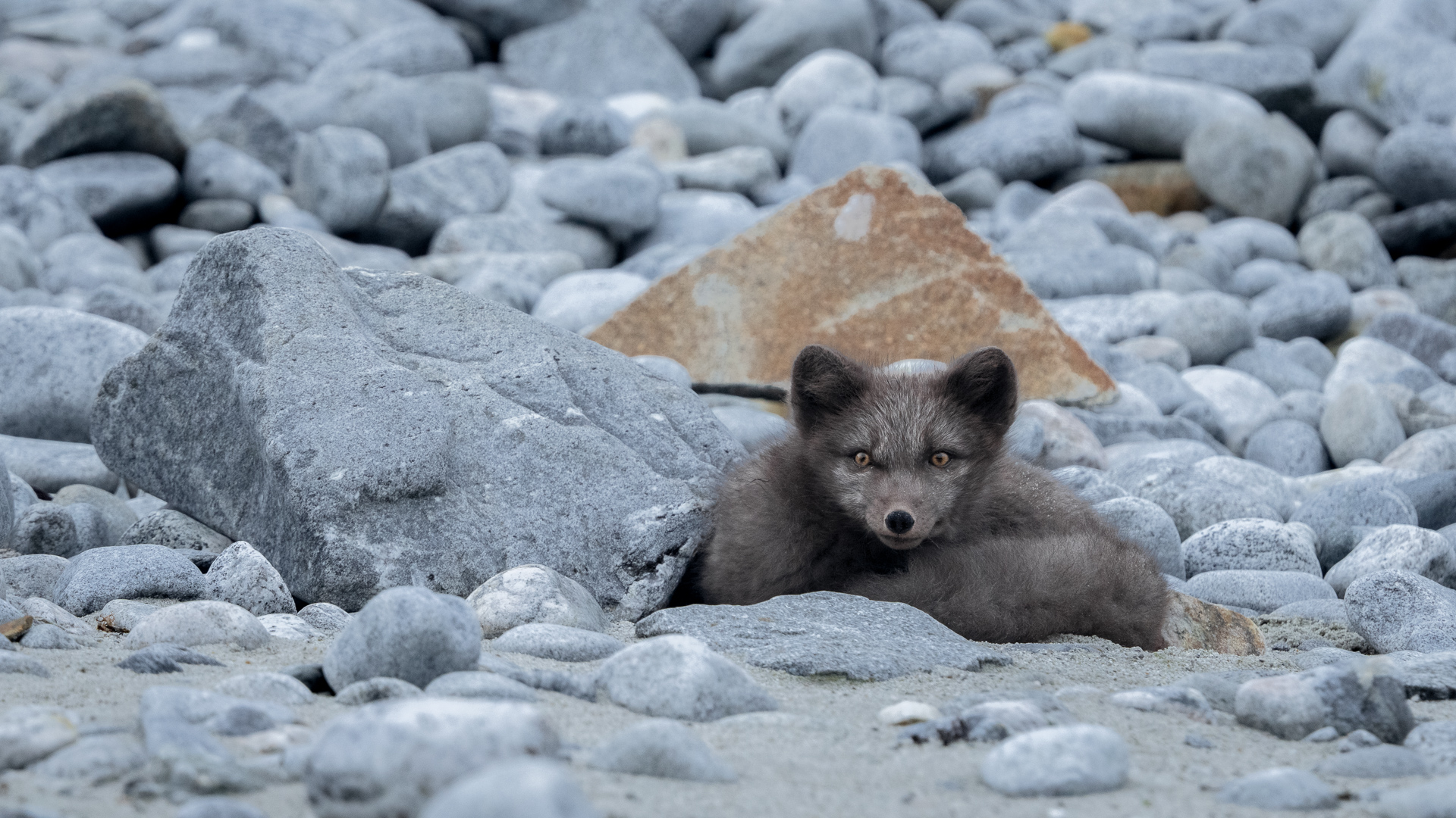 krydstogt til svalbard