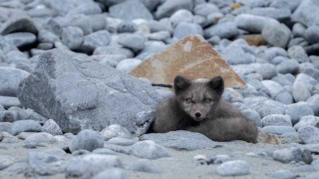 krydstogt til svalbard