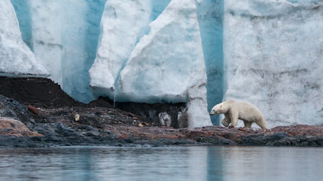 krydstogt til svalbard