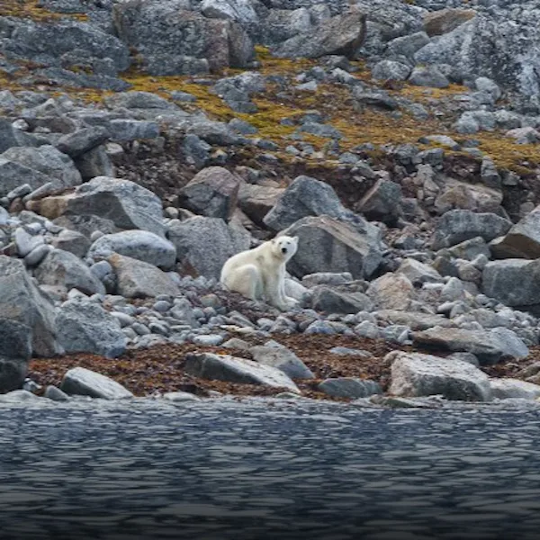 isbjørn svalbard