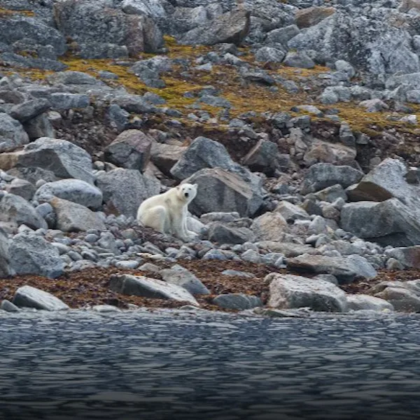 isbjørn svalbard