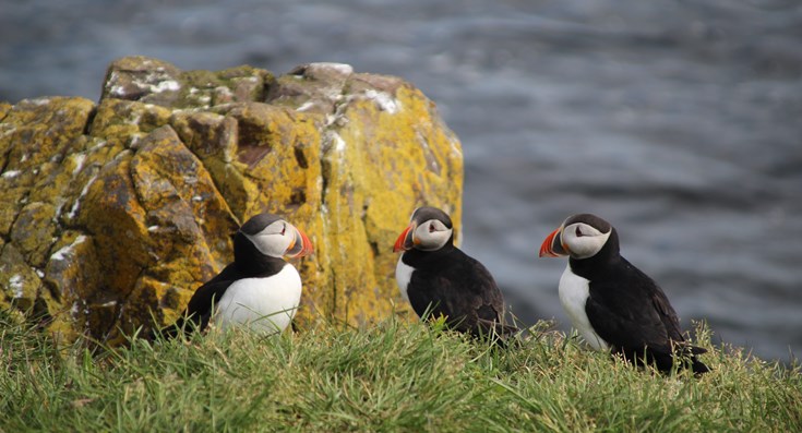 Ekspeditionskrydstogt til Island