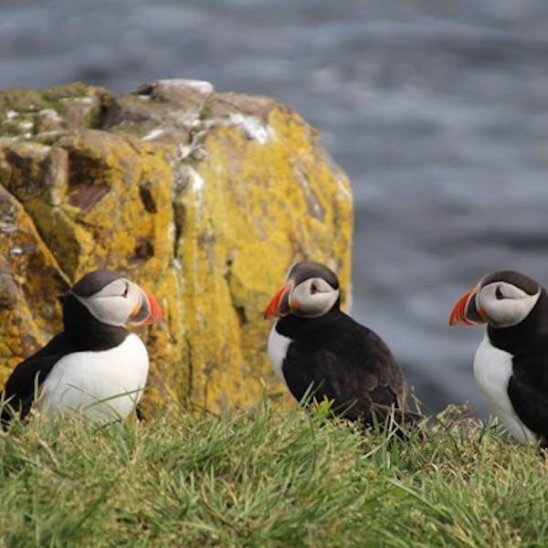 Ekspeditionskrydstogt til Island