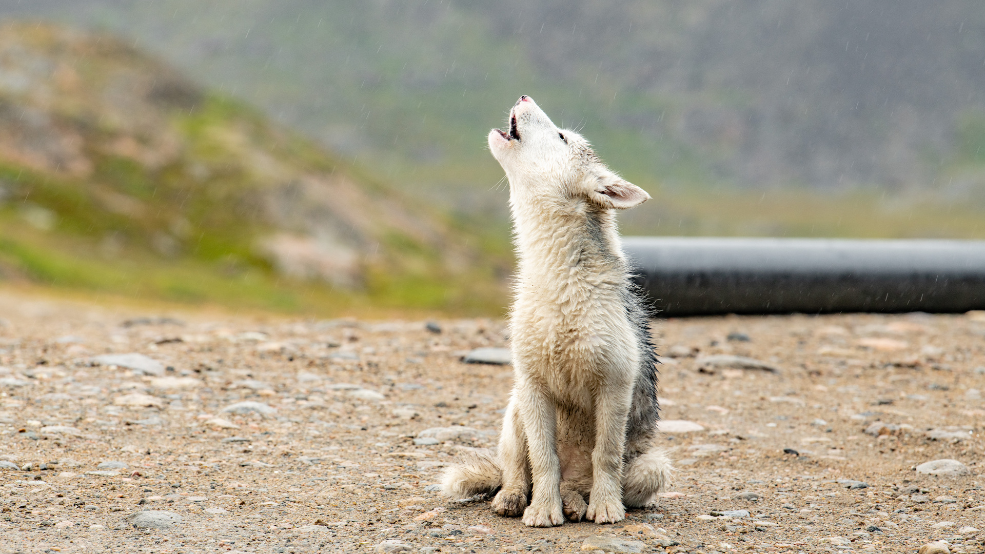 grønland krydstogt hund go-cruise