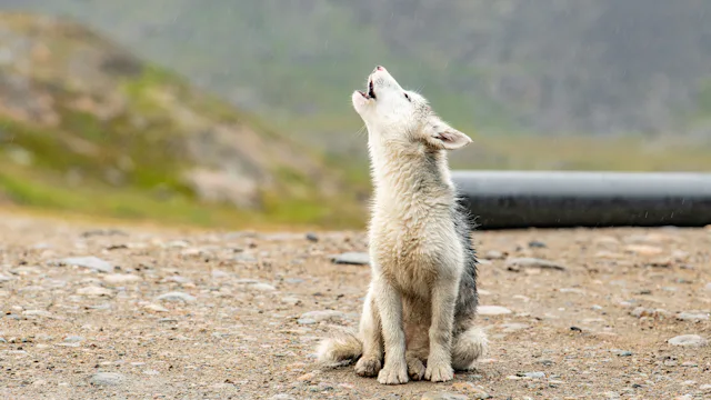 grønland krydstogt hund go-cruise